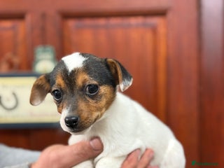 Jack Russell dogs Jack Russell short legged puppies - Advert 2