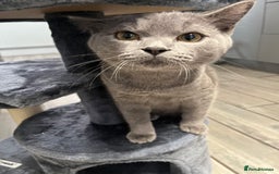 British Shorthair cats for sale: British Shorthair X Ragdoll - Image 7