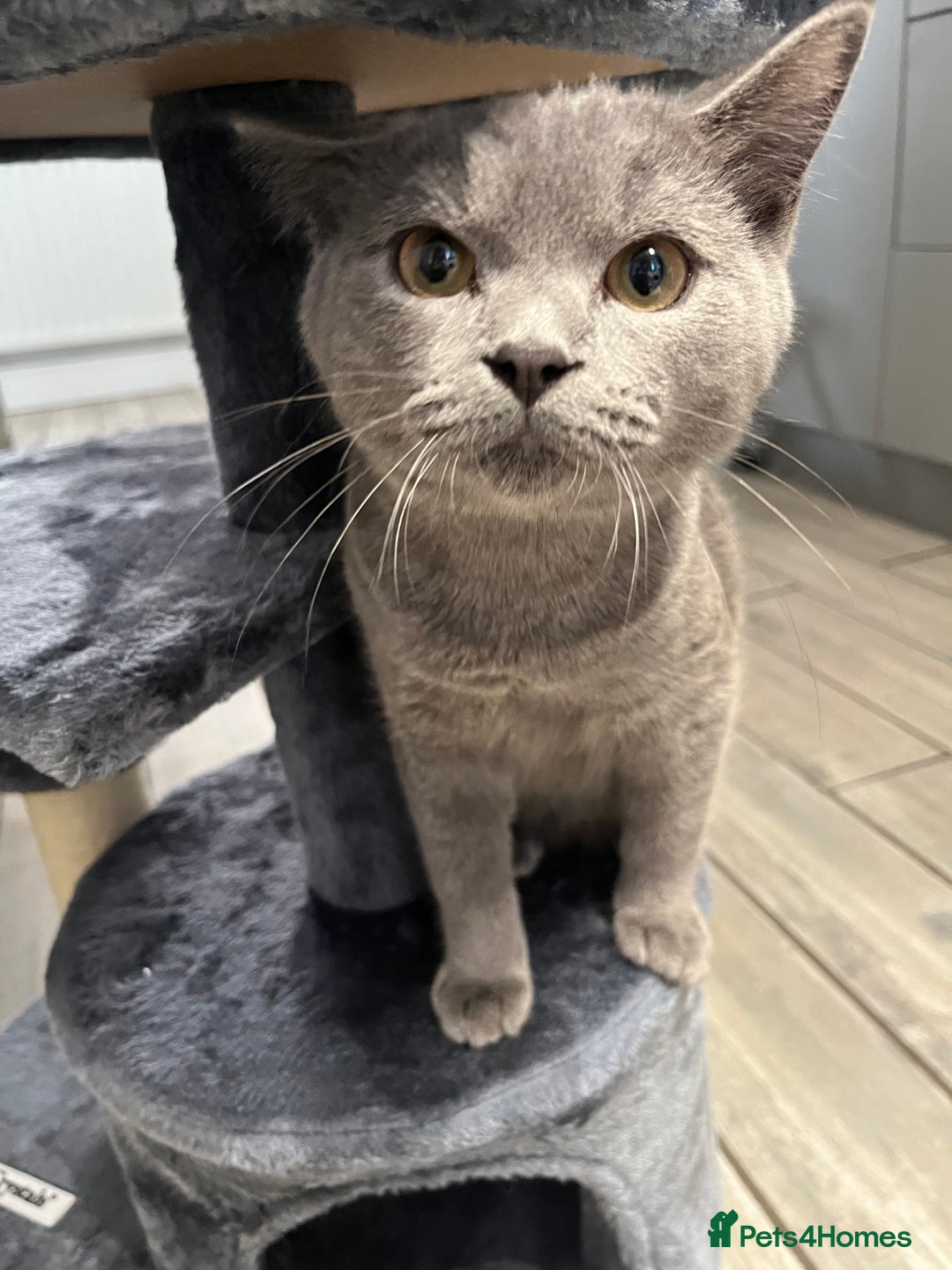 British Shorthair cats for sale: British Shorthair X Ragdoll - Image 7