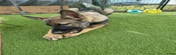 German Shepherd dogs for sale: 2 male puppies left - Advert 8