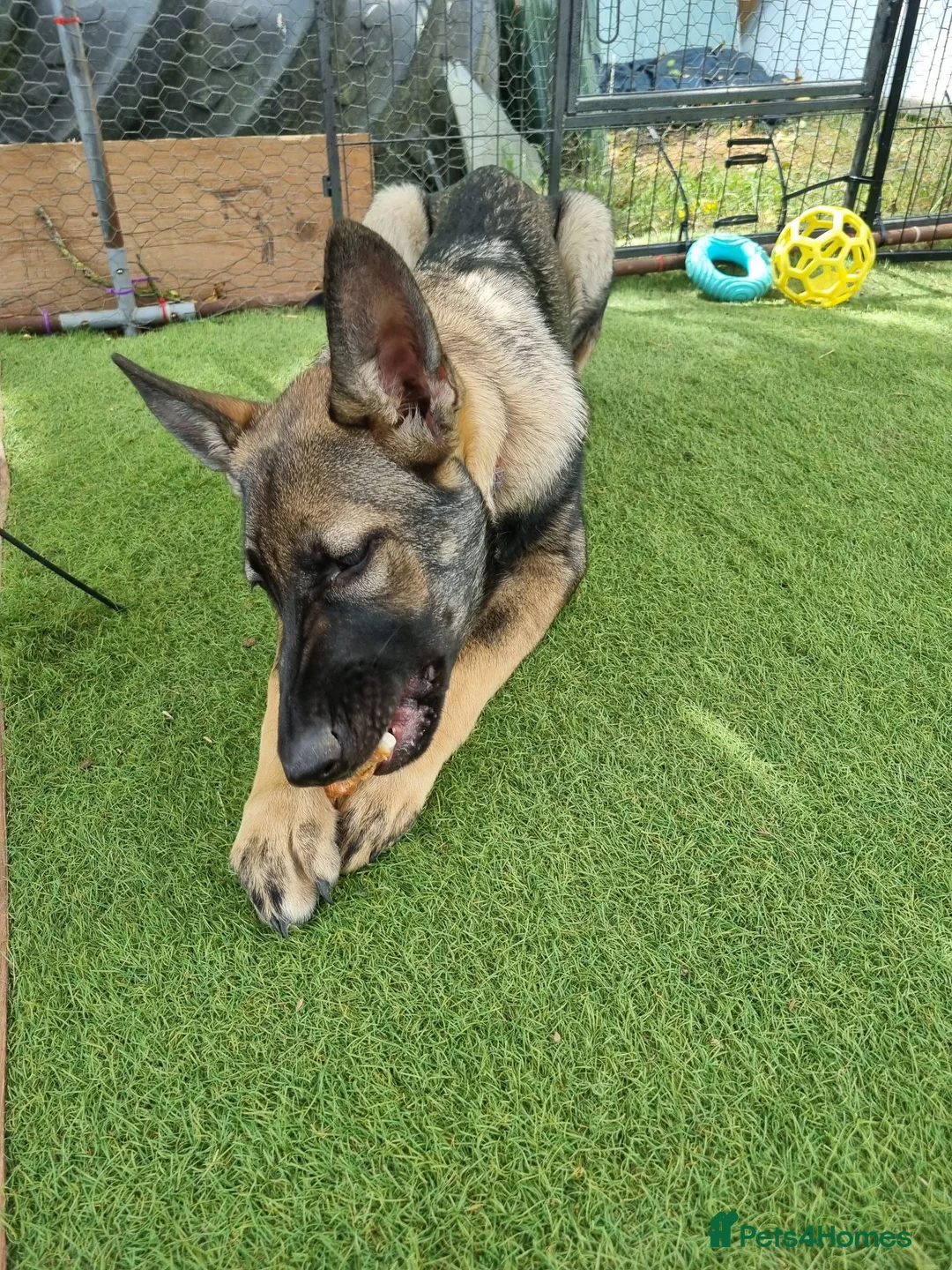 German Shepherd dogs for sale: 2 male puppies left - Advert 8
