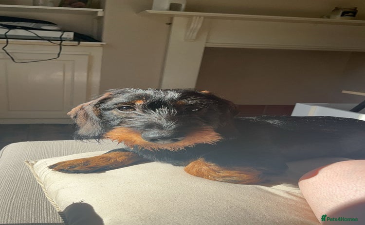 Dachshund dogs - Advert 1