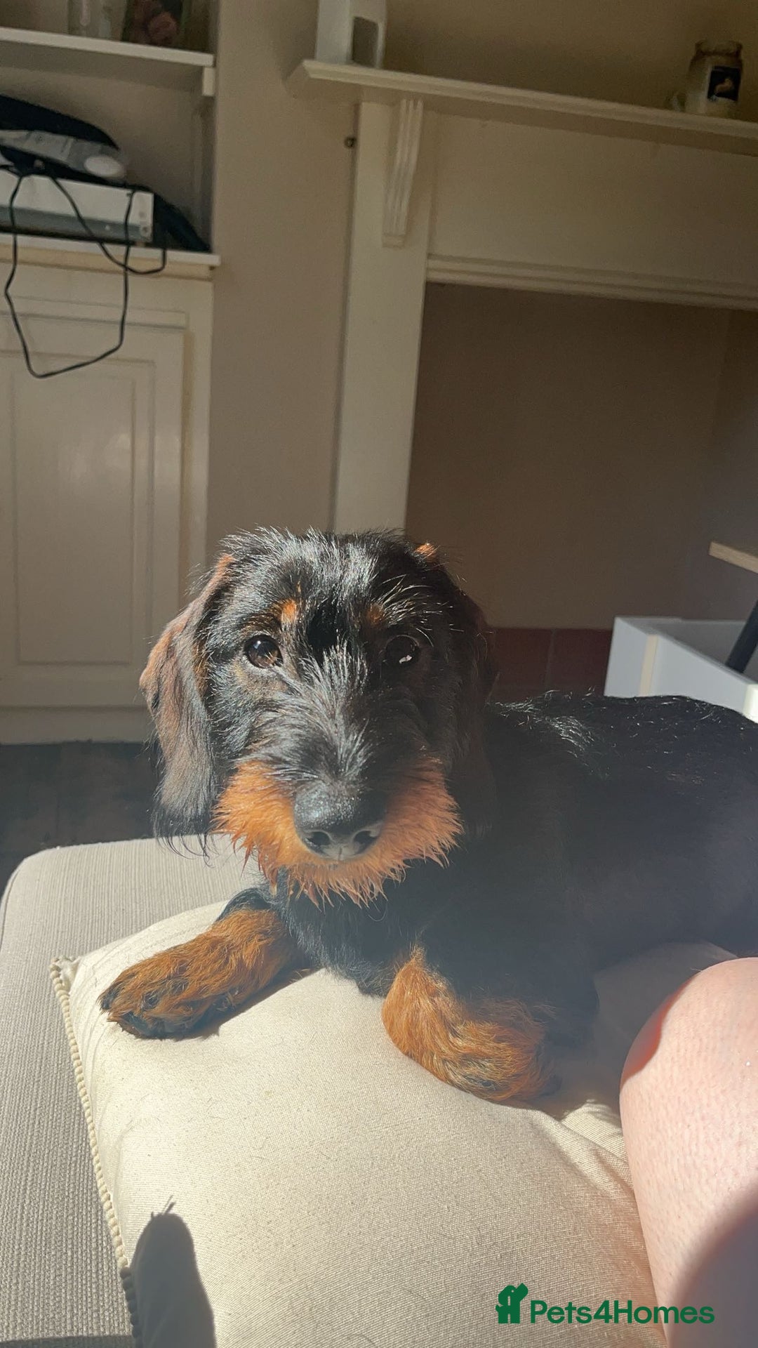 Dachshund dogs for stud: Standard wire haired Dachshund  - Image 1