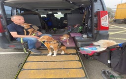 Mixed Breed dogs for adoption: Sweet Kody is ready for his forever sofa - Image 17
