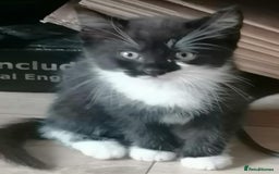 Mixed Breed cats for sale: Adorable kittens - Image 4