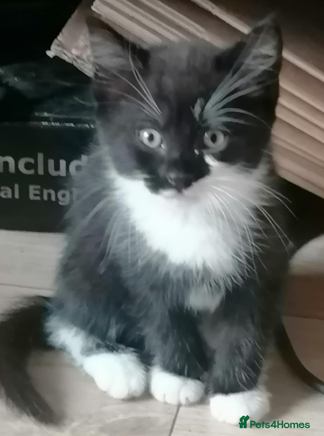 Mixed Breed cats for sale: Adorable kittens - Image 4