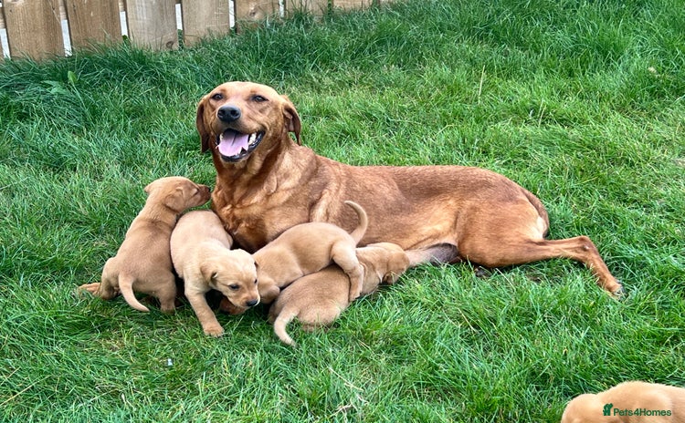 Labrador Retriever dogs - Advert 1