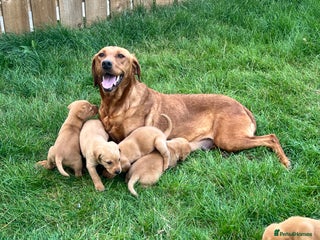 Labrador Retriever dogs - Advert 10