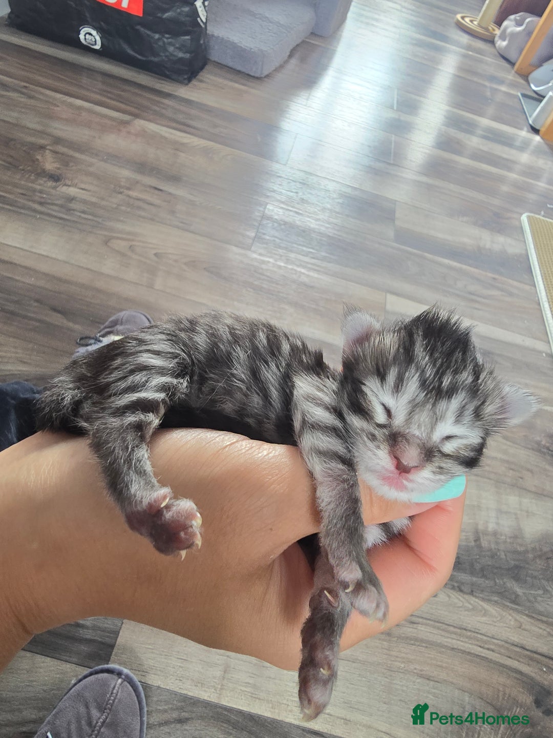 Maine Coon cats for sale: Last male Maine coon kitten READY European lines  - Image 7