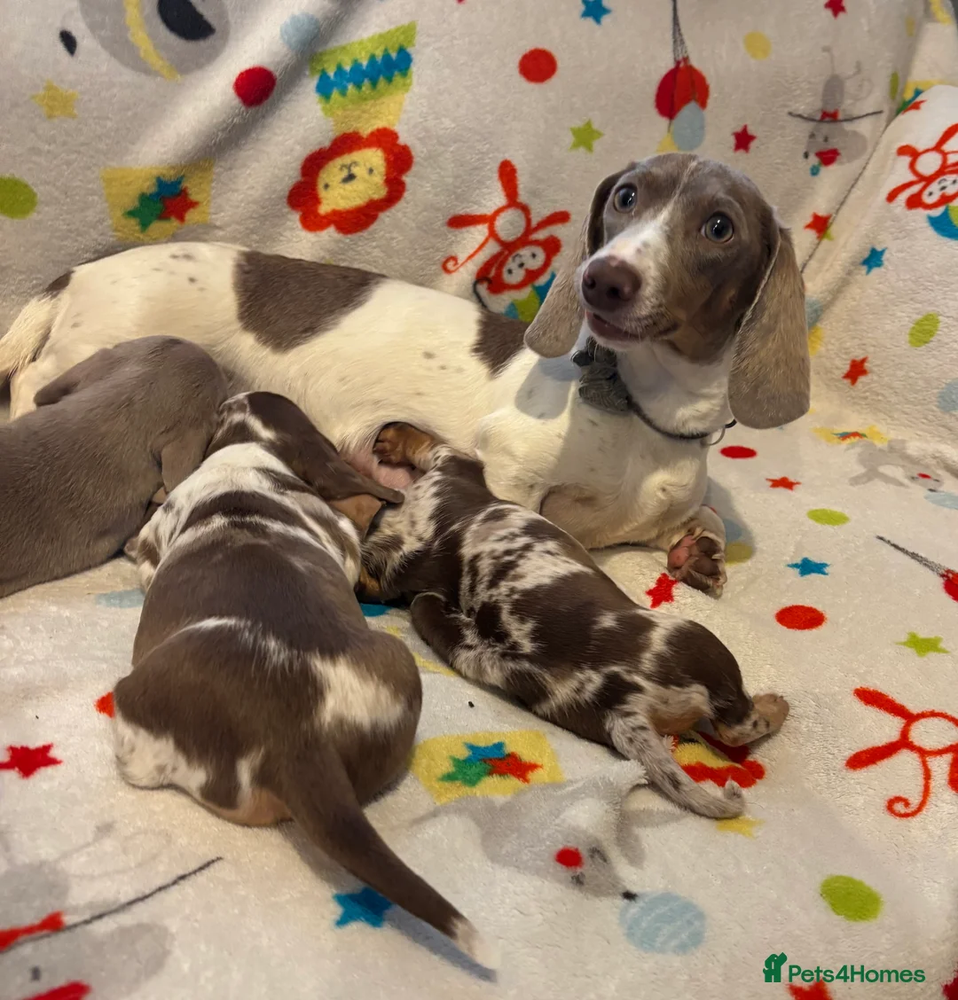 Miniature Dachshund dogs for sale: Miniature dachshund  - Advert 7