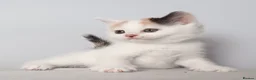 Scottish Fold cats for sale: Wonderful kittens - Advert 6