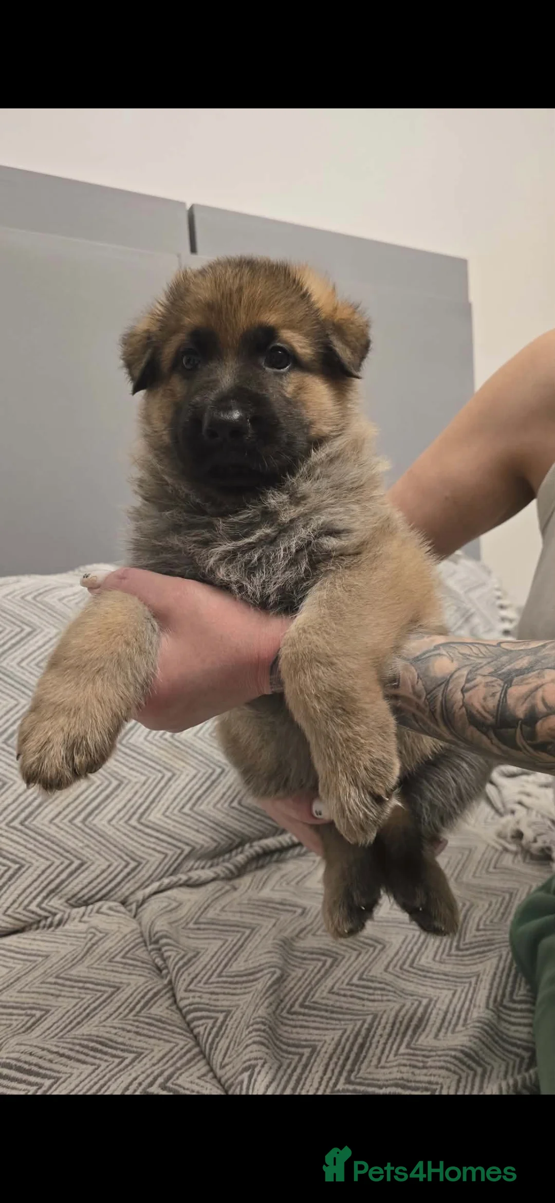 German Shepherd dogs for sale: 6 beautiful German Shepherd puppies - Advert 6