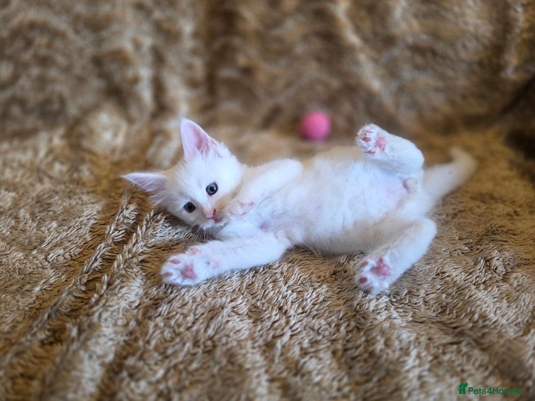 Maine Coon cats for sale: Stunning GCCF Registered Maine Coon kittens  - Image 15