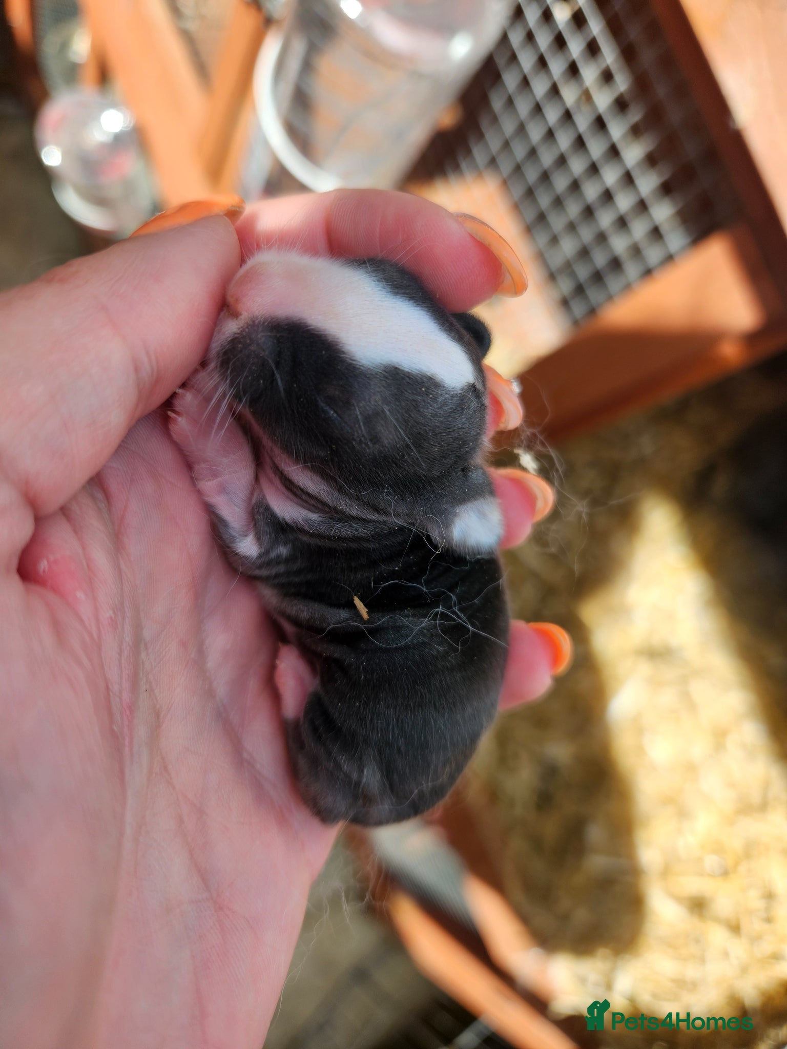 Mixed Breed rabbits  lop/lionhead and lop/dutch litters - Advert 2