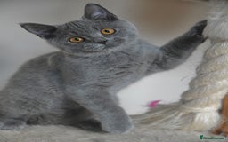 British Shorthair cats for sale: GCCF British Shorthairs Ready now  - Image 1