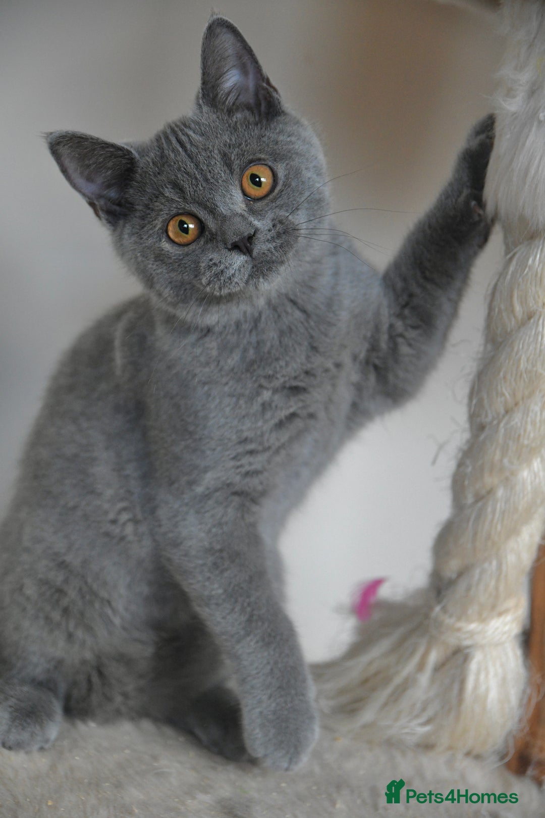 British Shorthair cats for sale: GCCF British Shorthairs Ready now  - Image 1