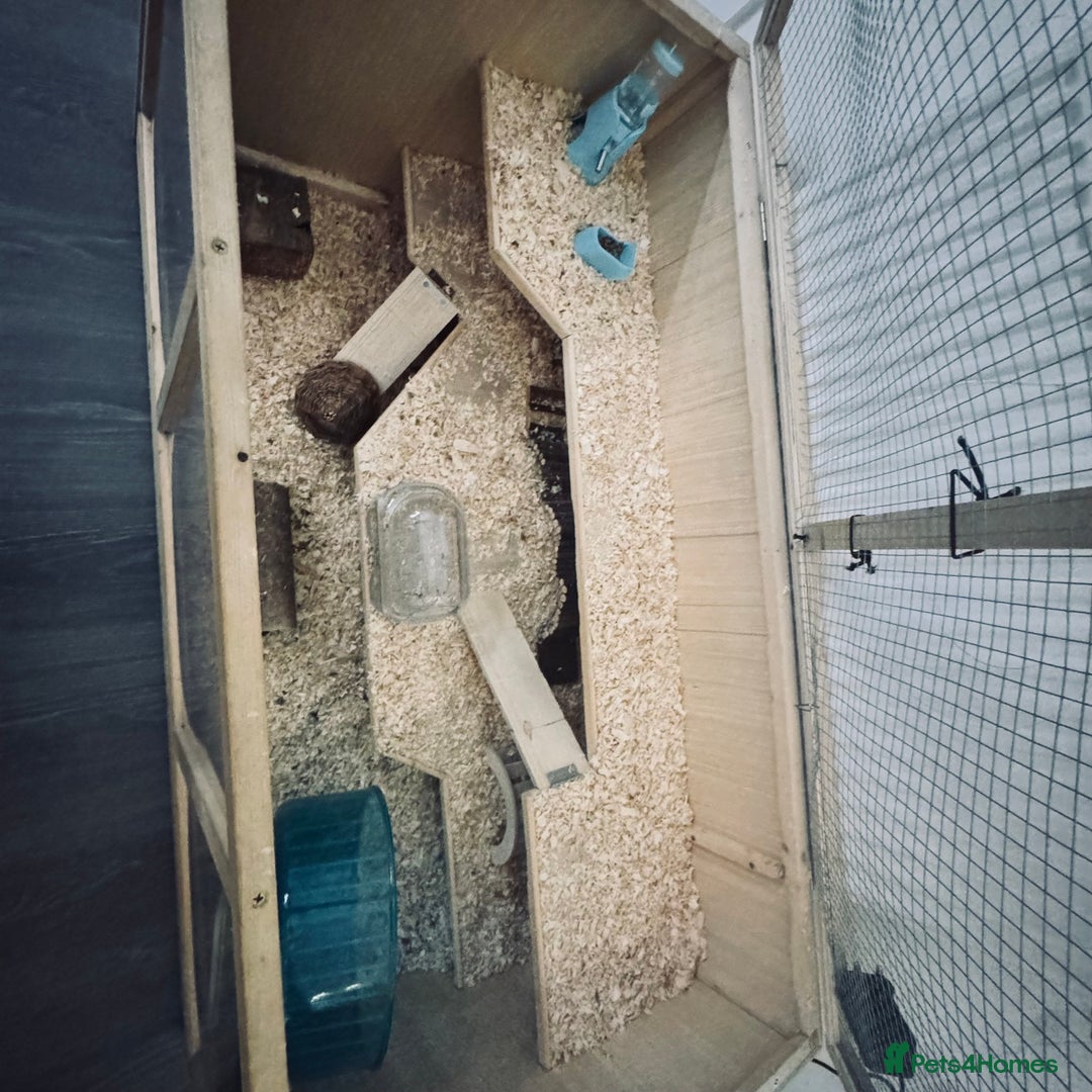 Hamster rodents for sale: Hamster free to good home - Advert 3