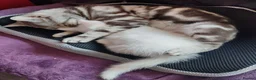 British Shorthair cats for sale: *READY NOW* PURE WHITE BSH KITTEN *LAST ONE* - Advert 3