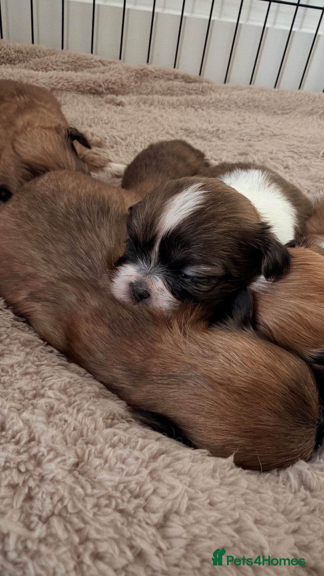 Shih Tzu dogs 🐶 Adorable Shih Tzu Puppies for Sale 🐶  - Advert 5