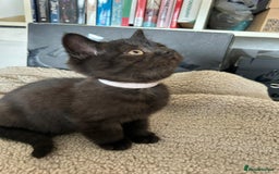 British Shorthair cats for sale: Champion GCCF Black British Shorthair Kittens - Image 21