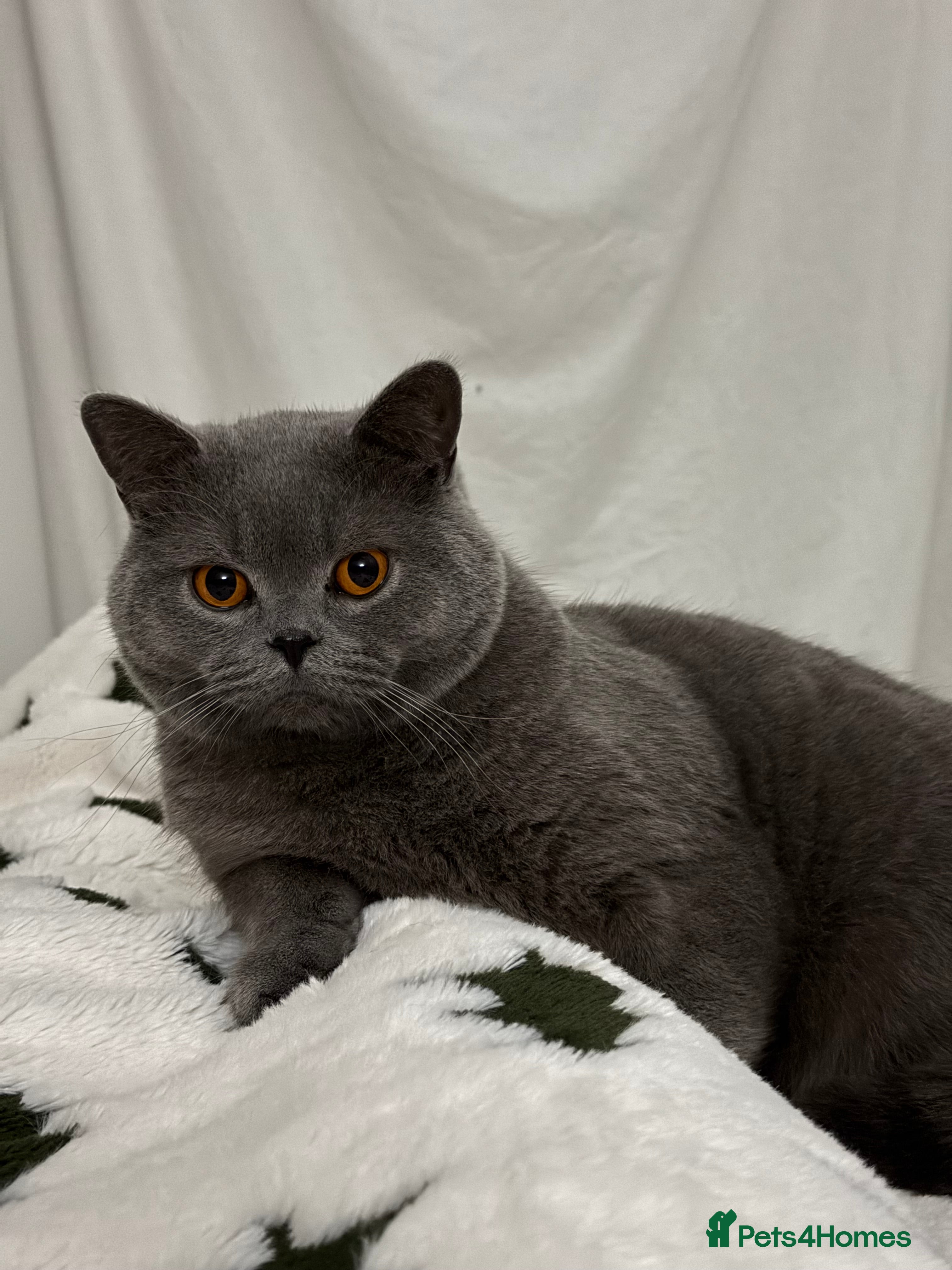 British Shorthair cats Beautiful BSH male in Wimborne - Advert 1