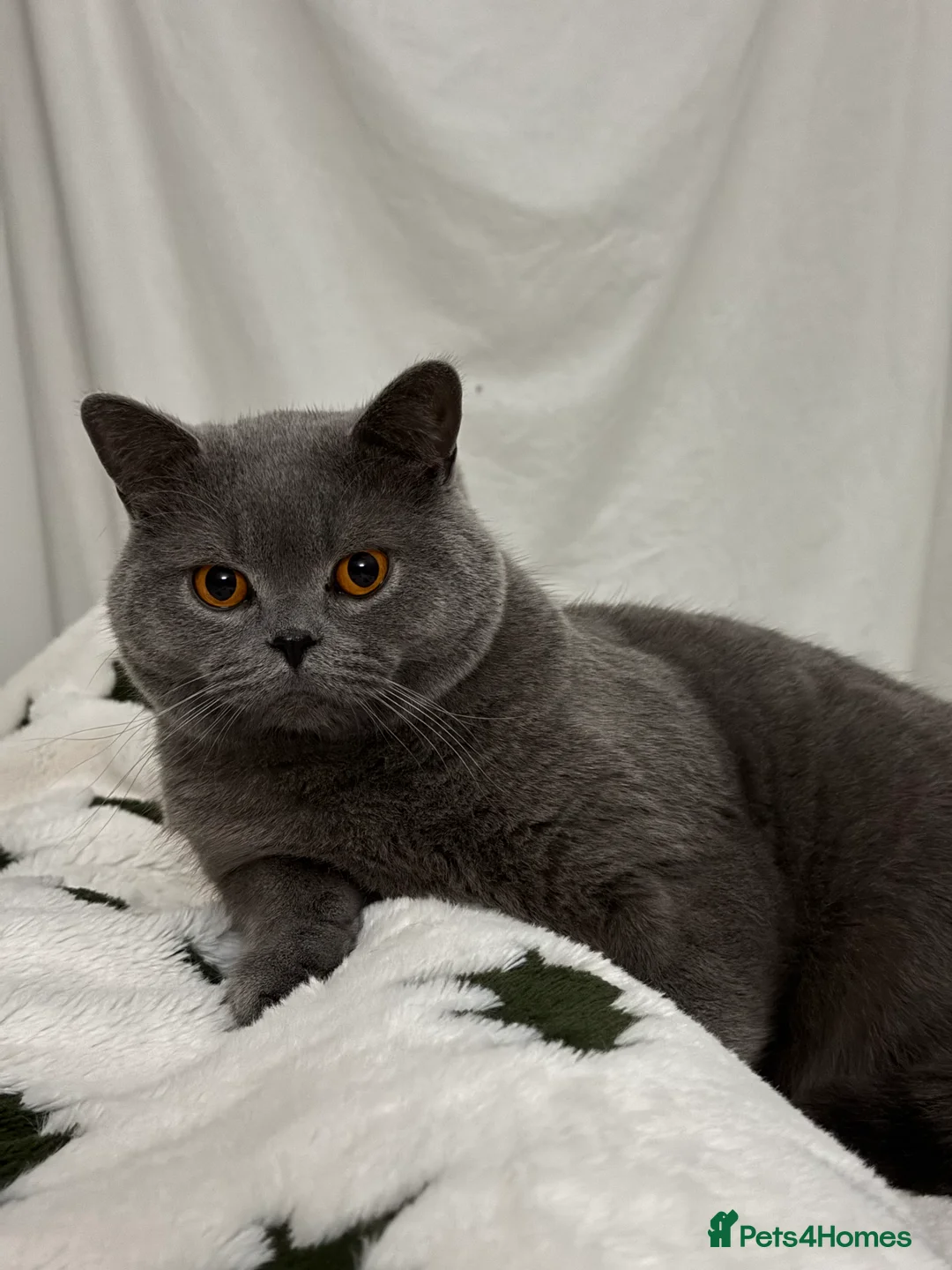 British Shorthair cats for sale: Beautiful BSH male in Wimborne - Advert 1