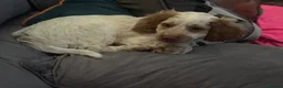 Cockapoo dogs for sale: F1 Cockapoos ..5🌟licenced breeder - Advert 3