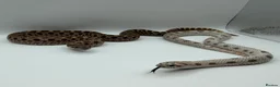 Snake reptiles for sale: 1.1 CB Hognose - Super Arctic Conda & Sable - Advert 1