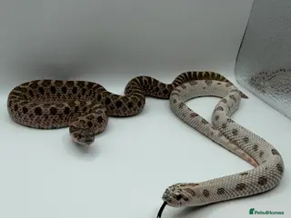 Snake reptiles 1.1 CB Hognose - Super Arctic Conda & Sable - Advert 1