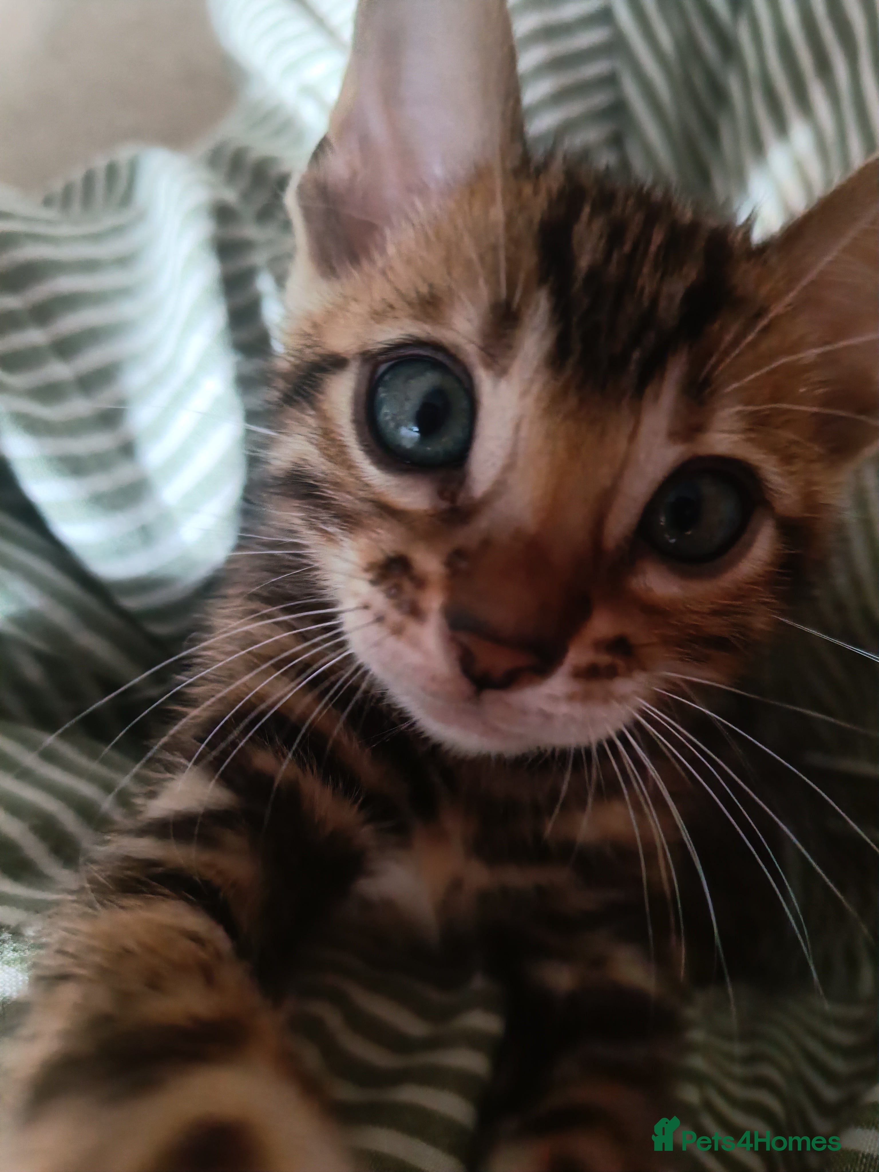 Bengal cats Absolutely beautiful pedigree bengal kittens - Advert 2