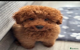 Cockapoo dogs for sale: Beautiful red f1b genuine toy cockapoos - Image 8