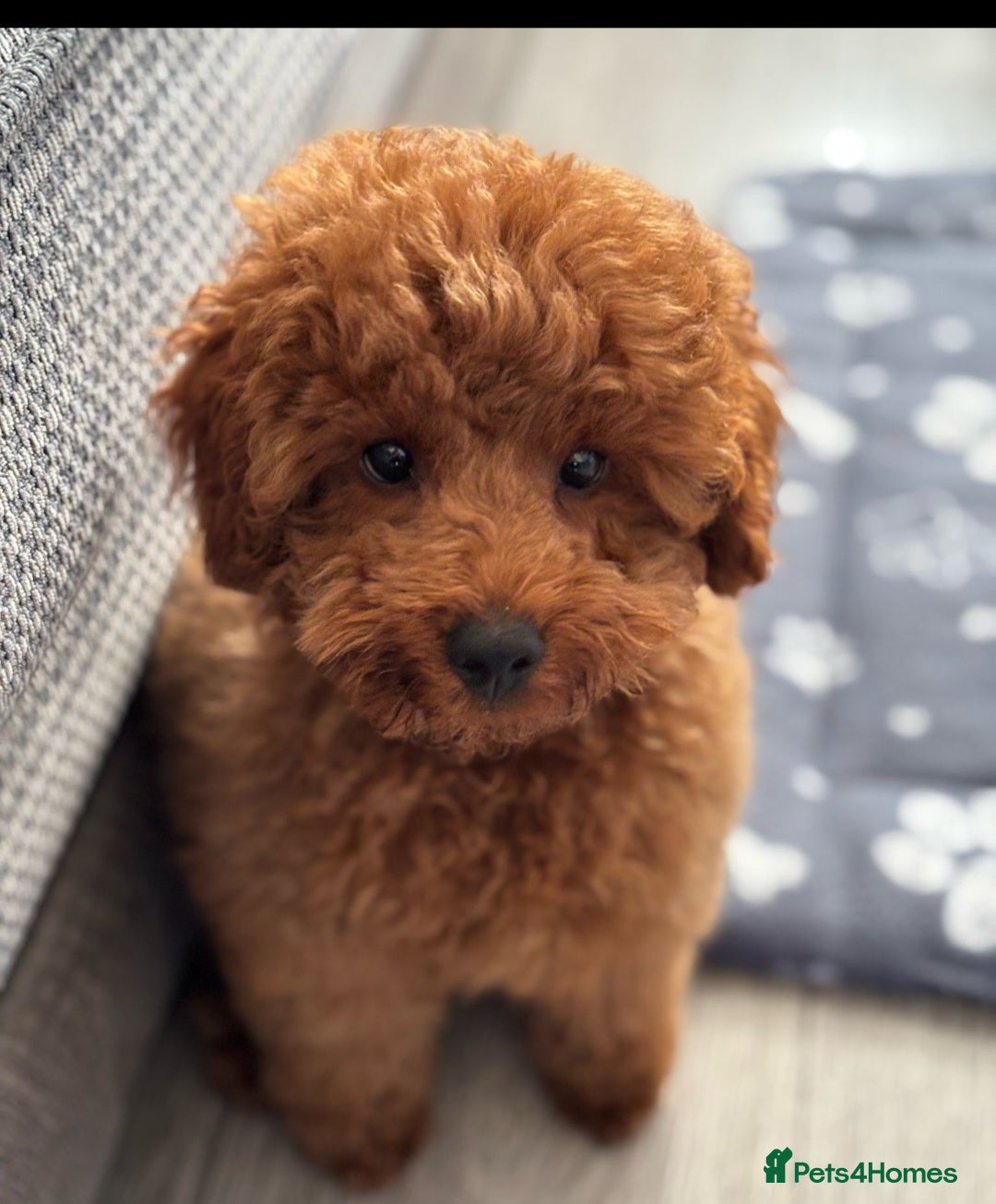 Cockapoo dogs for sale: Beautiful red f1b genuine toy cockapoos - Image 8