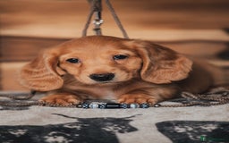 Miniature Dachshund dogs for sale: RED Russian Pedigree Miniature Dachshunds - Image 10