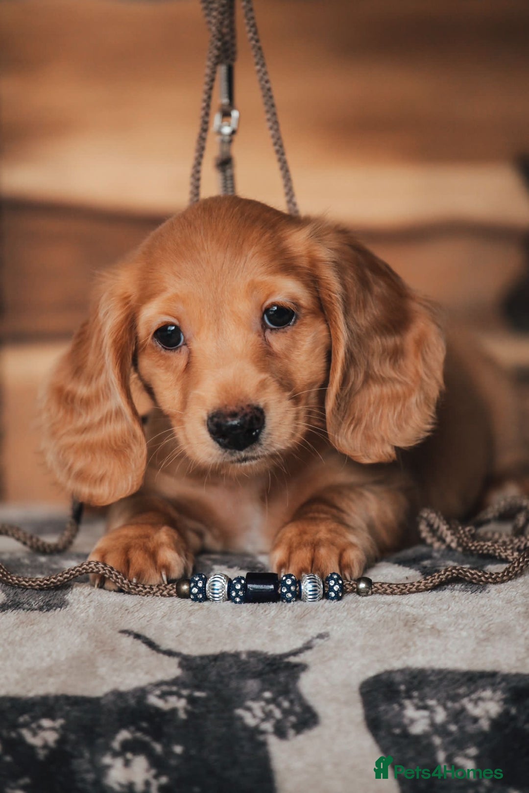 Miniature Dachshund dogs for sale: RED Russian Pedigree Miniature Dachshunds - Image 10