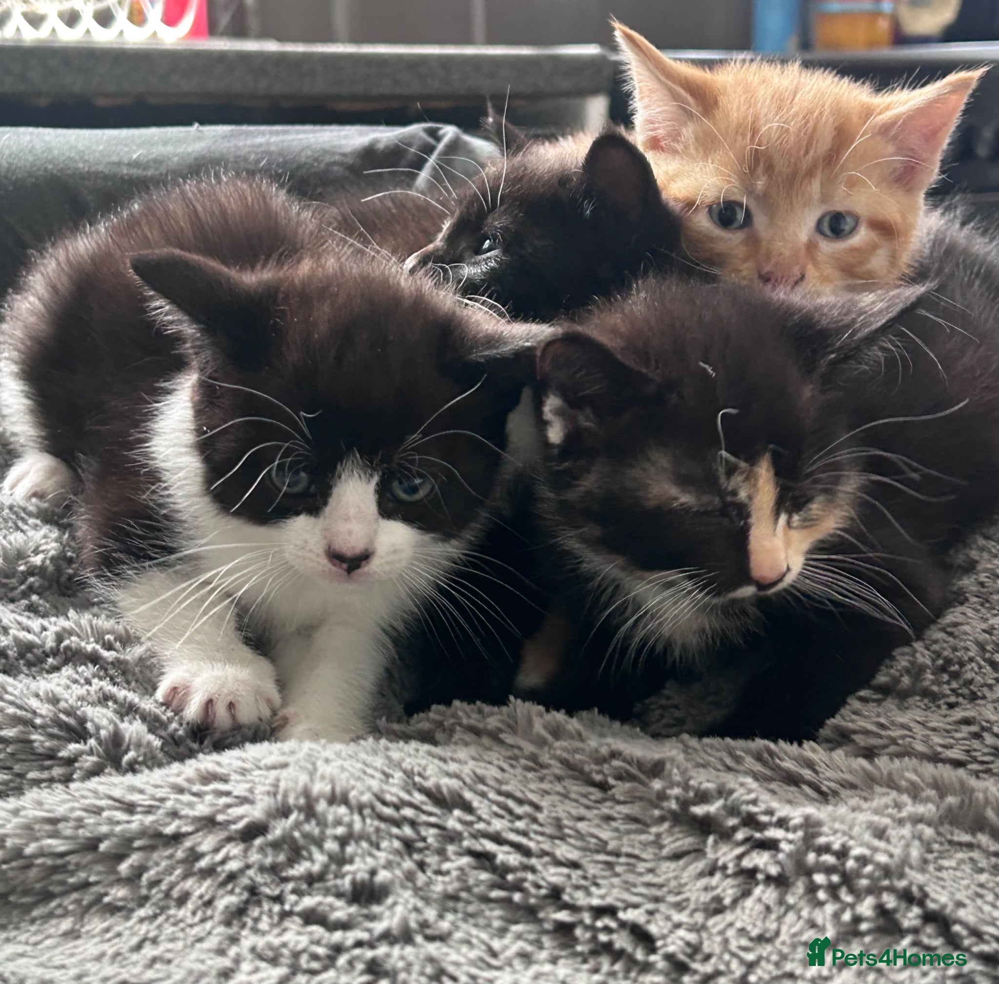Mixed Breed cats Kittens 1/4 Maine coon. 7 weeks and ready to go  - Advert 13