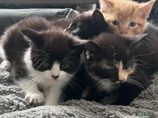 Mixed Breed cats Kittens 1/4 Maine coon. 7 weeks and ready to go - Advert 13