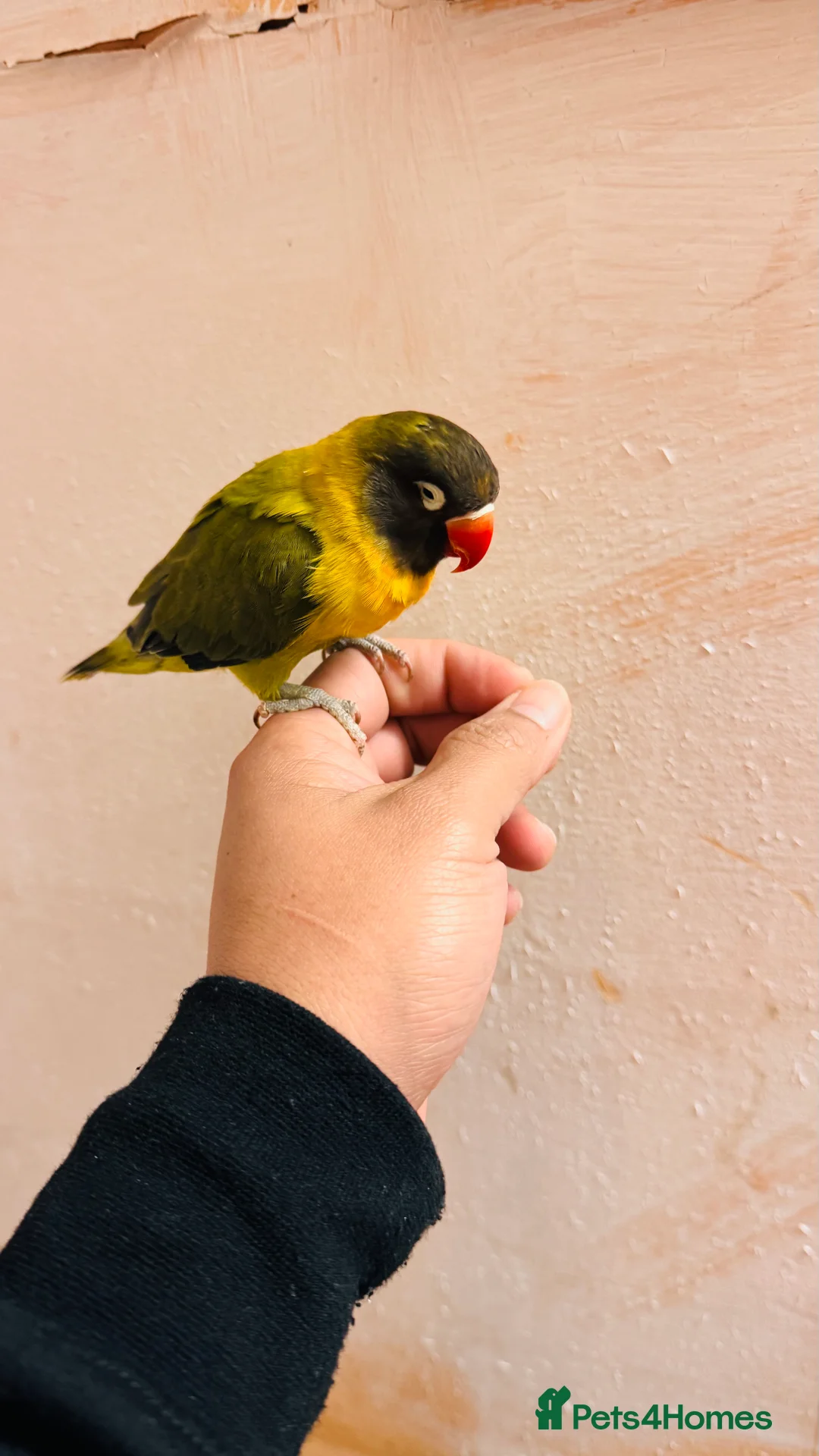 Lovebirds birds for sale: Black-cheeked lovebird for sale - Advert 4
