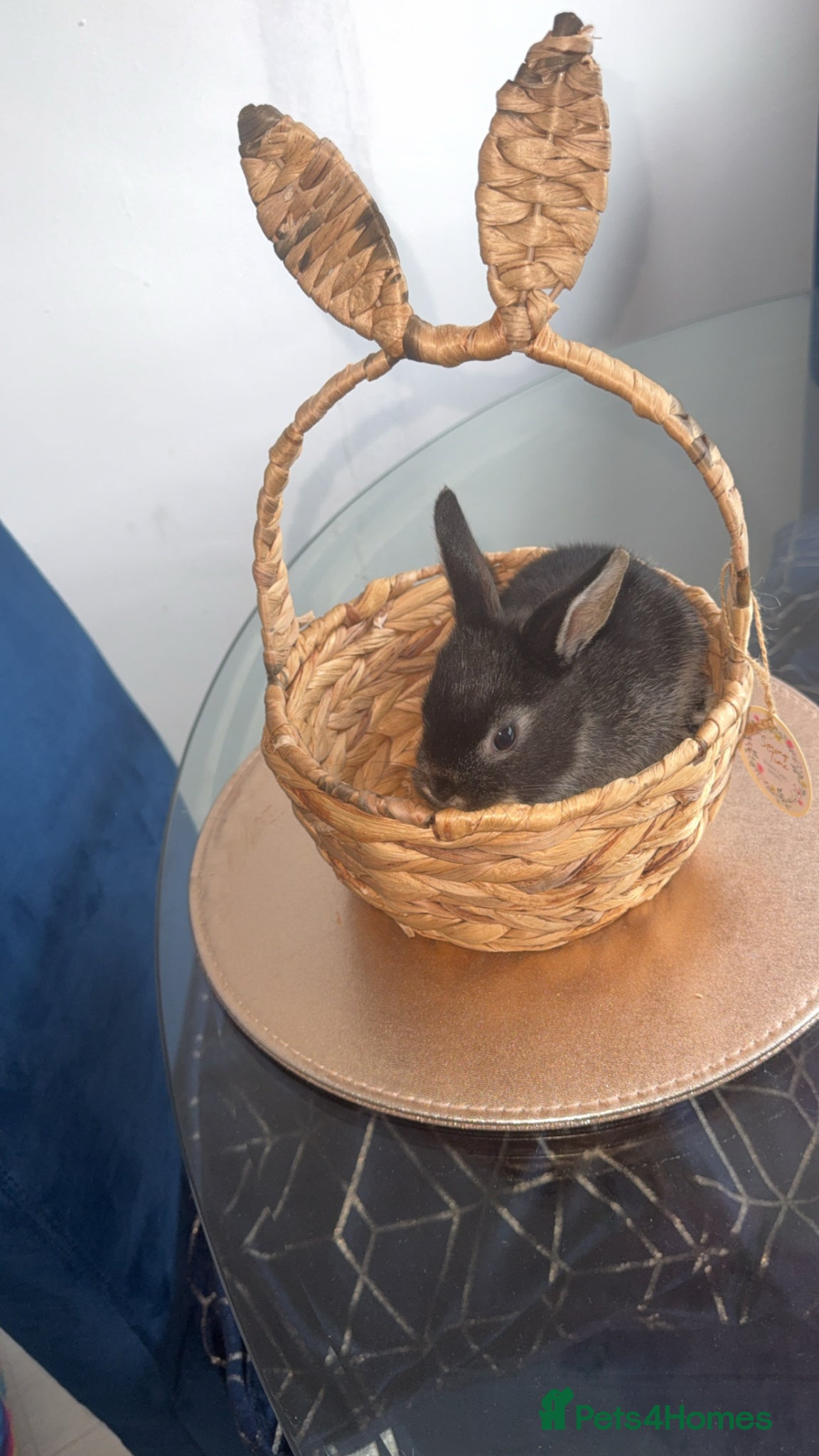 Mixed Breed rabbits 4 baby rabbits looking for thier forever home - Advert 1
