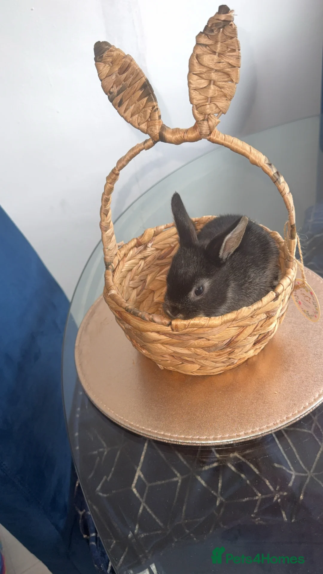 Mixed Breed rabbits for sale: 4 baby rabbits looking for thier forever home - Advert 1