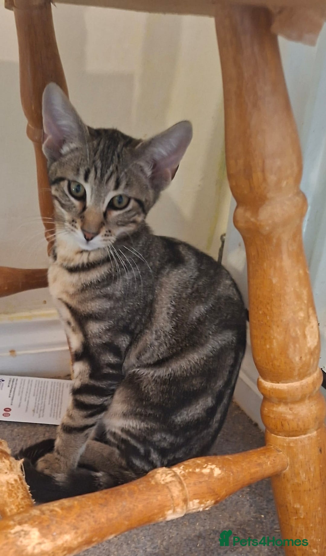 Maine Coon cats for sale: Gorgeous Maine Coon cross Oriental kittens - Image 4
