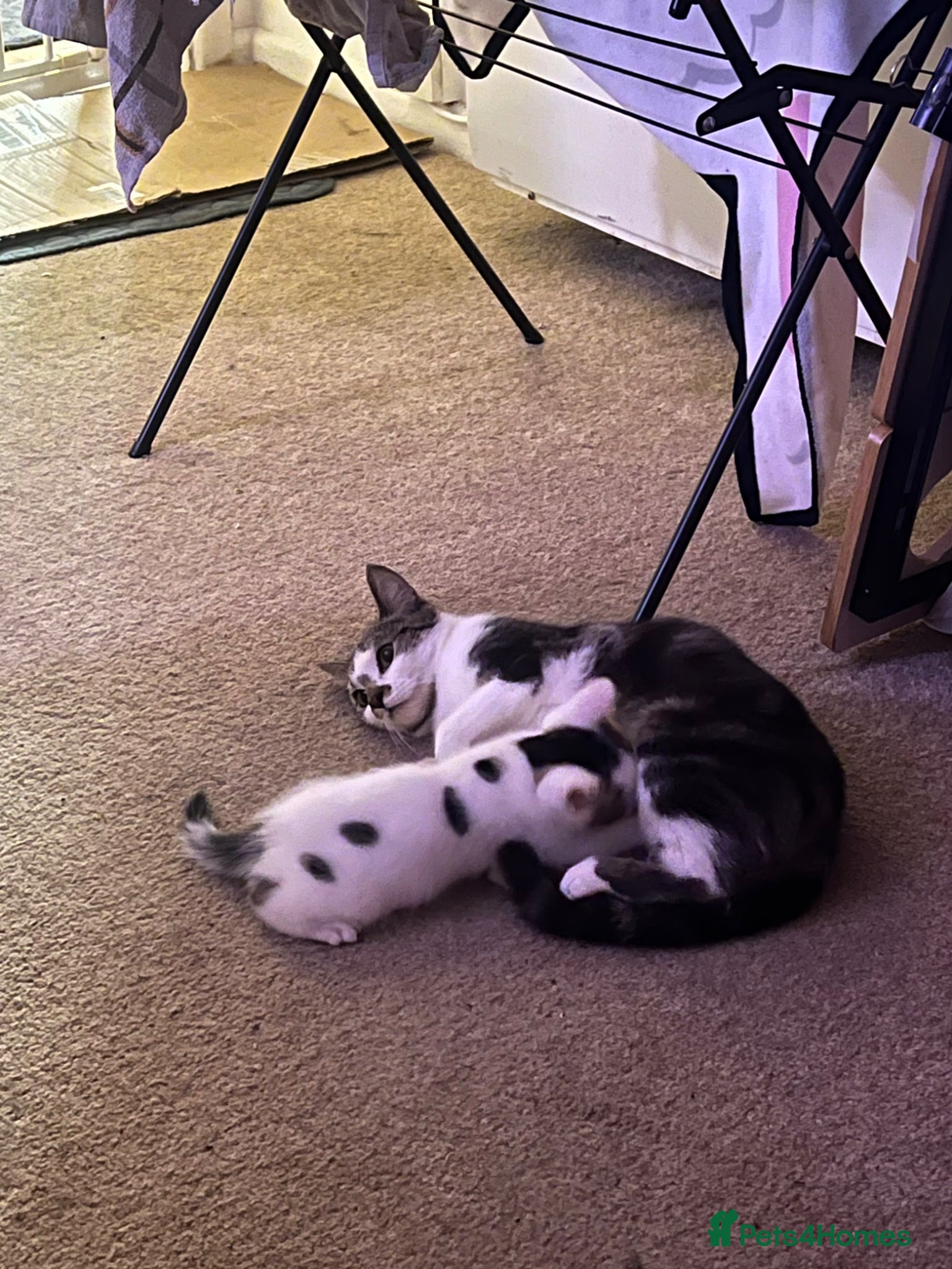 Mixed Breed cats for adoption: FOSTER MUMS (Queens) AVAILABLE  - Advert 3