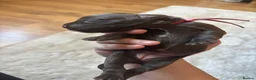 Cocker Spaniel dogs for sale: Chucky Spaniel Pups  - Advert 5