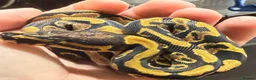 Python Snake reptiles for sale: Yellowbelly-het Pied Male - Advert 10