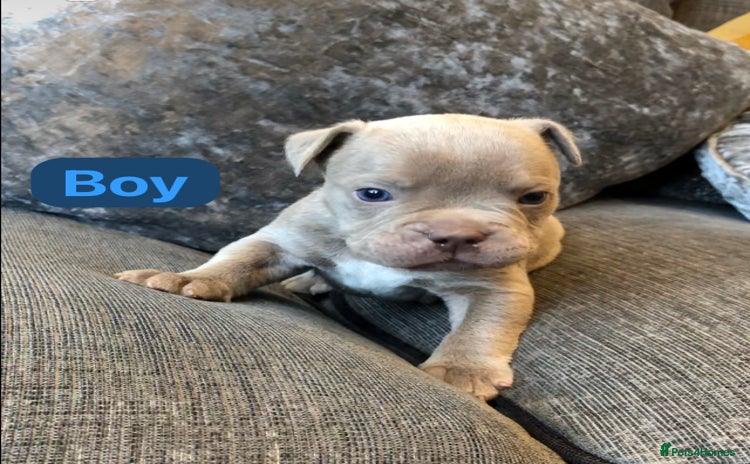 Mixed Breed dogs - Advert 13