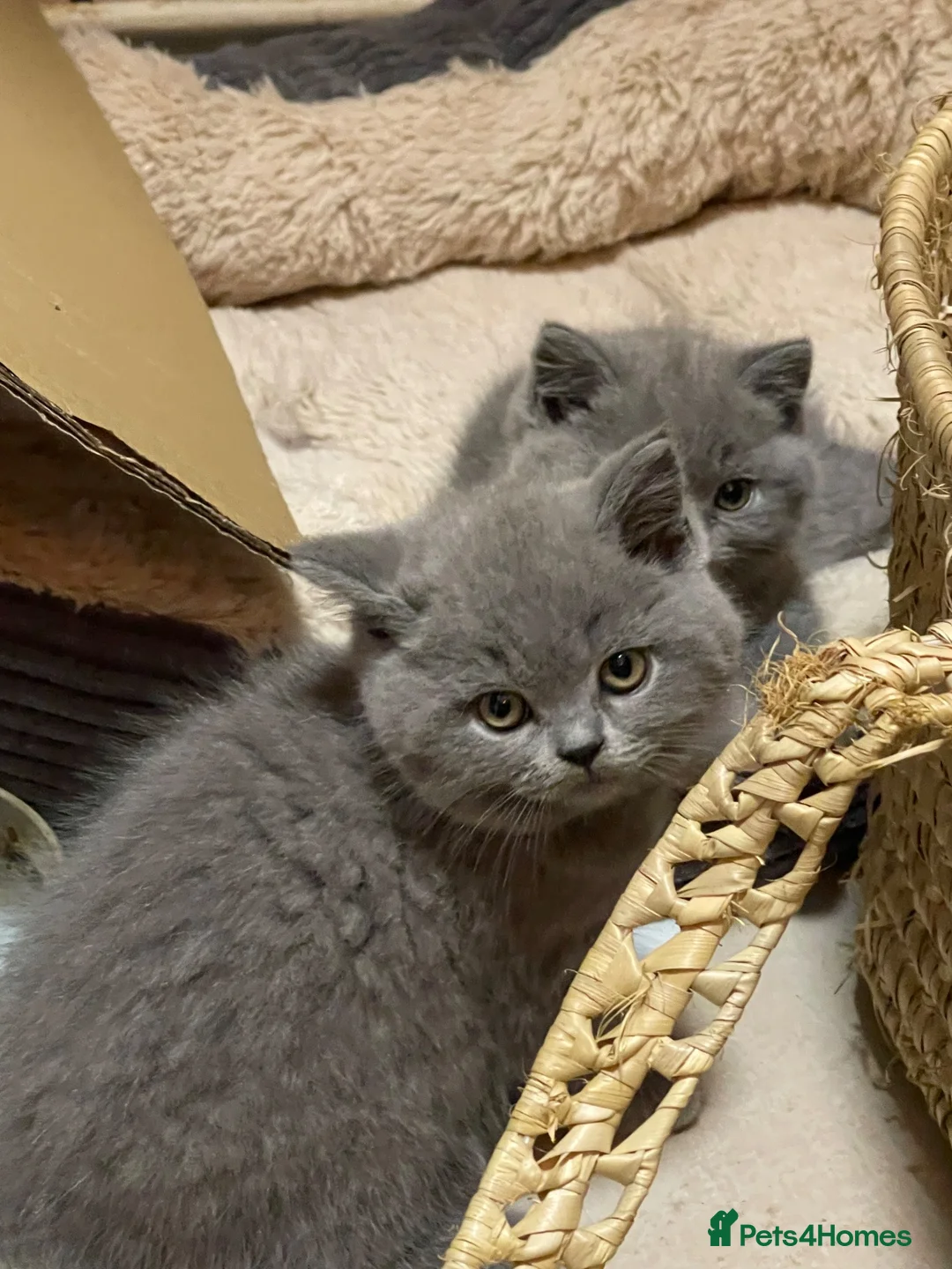 British Shorthair cats for sale: PEDIGREE BRITISH SHORTHAIR BLUE KITTENS - Advert 1