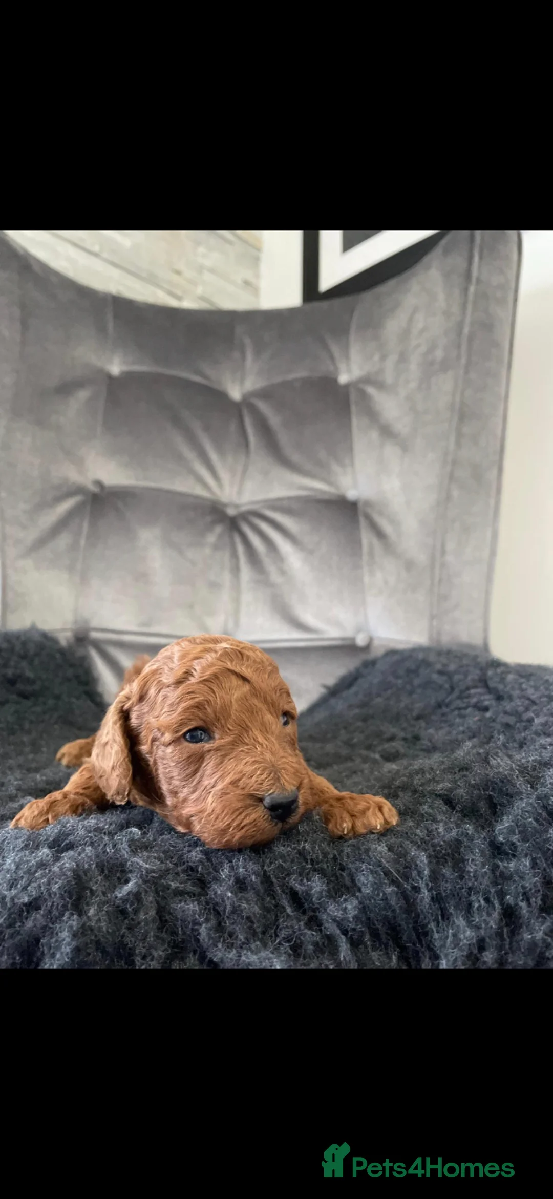 Miniature Poodle dogs for sale: KC Deep red extensively health tested poodles - Advert 2