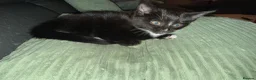 Mixed Breed cats for sale: Kitten in Heanor - Advert 3