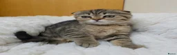 British Shorthair cats for sale: Golden Tabby Kittens  - Advert 30