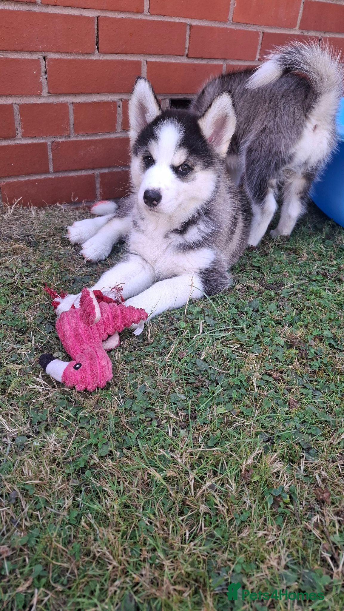 Pomsky dogs Stunning Pomsky Puppies  - Advert 1
