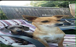 Mixed Breed dogs for sale: Dauchaund x jackrussle puppies  - Image 11